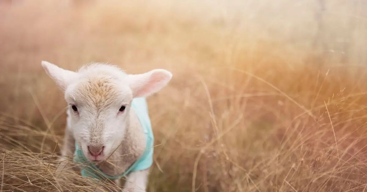 10 Astuces pour Faire des Économies sur les Vêtements de Bébé